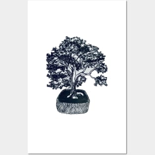 chinese elm Posters and Art